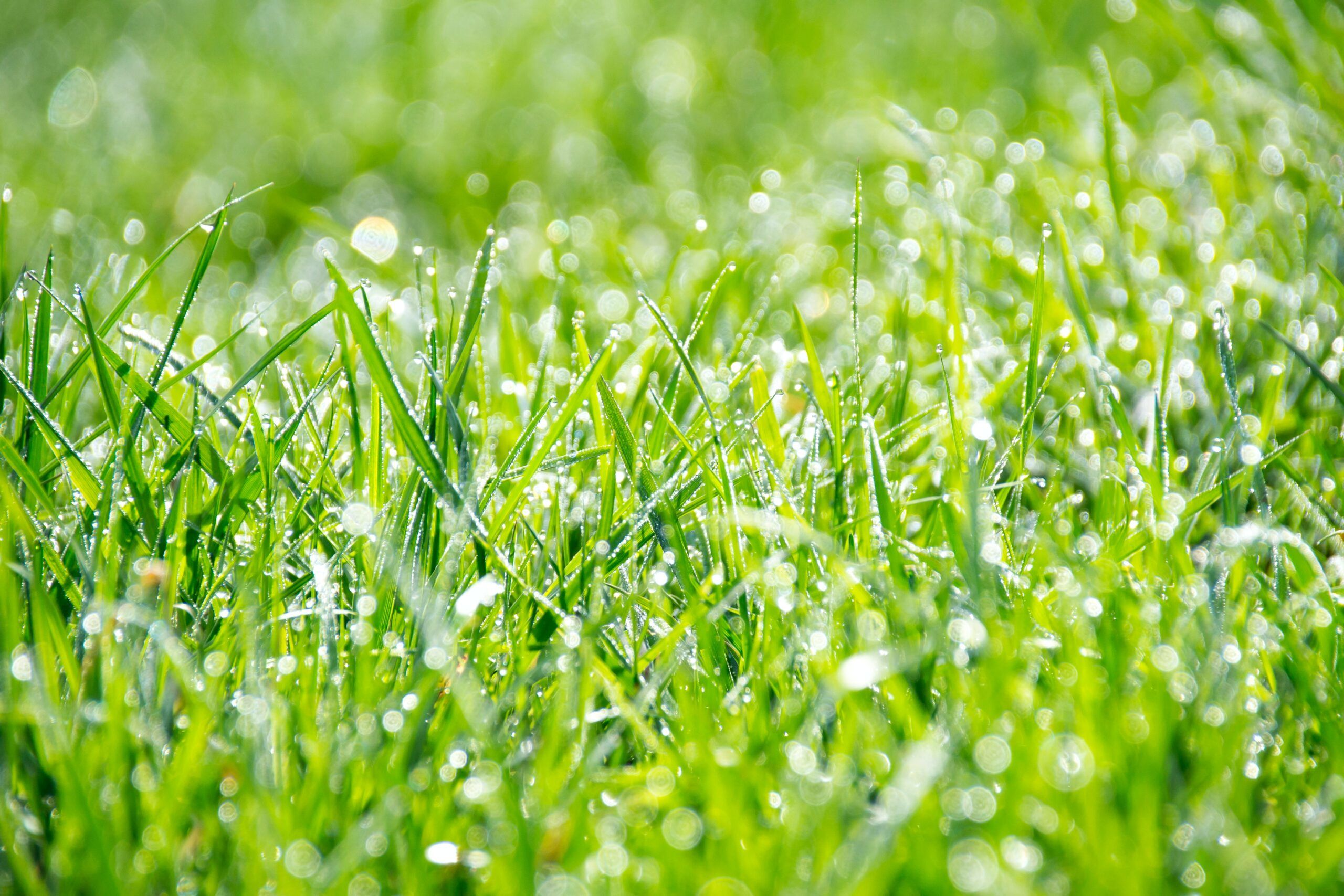 Sattgrüner Rasen mit Tautropfen und Lichteinfall